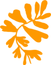 feuille orange feuille orange
